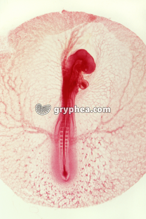 Poulet - Embryon au stade 48 h x4 - gryphea.org